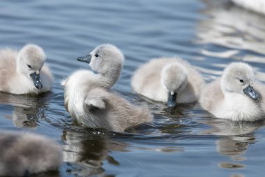 Suda yüzen yeni doğmuş sessiz kuğulara (cygnus olor) yaklaş