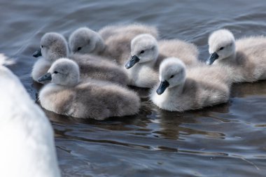 Close up of newborn mute swan (cygnus olor) cygnets swimming in the water clipart