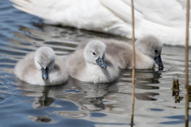Suda yüzen yeni doğmuş sessiz kuğulara (cygnus olor) yaklaş