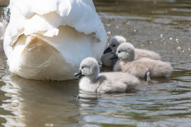 Suda yüzen yeni doğmuş sessiz kuğulara (cygnus olor) yaklaş
