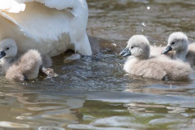 Suda yüzen yeni doğmuş sessiz kuğulara (cygnus olor) yaklaş