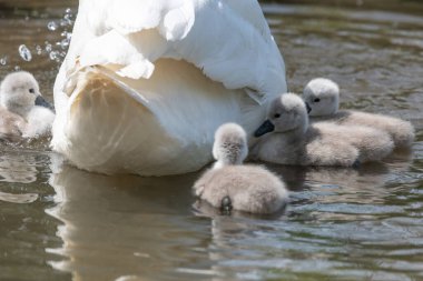 Suda yüzen yeni doğmuş sessiz kuğulara (cygnus olor) yaklaş