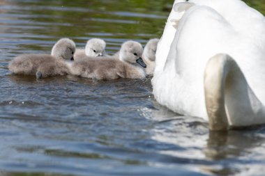 Suda yüzen yeni doğmuş sessiz kuğulara (cygnus olor) yaklaş