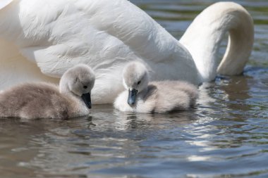 Suda yüzen yeni doğmuş sessiz kuğulara (cygnus olor) yaklaş