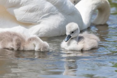 Suda yüzen yeni doğmuş sessiz kuğulara (cygnus olor) yaklaş