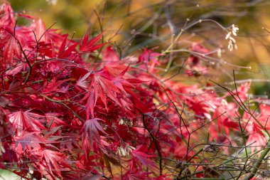 Sonbaharda Japon akçaağacı (acer palmatum) üzerindeki kırmızı yaprakları kapat