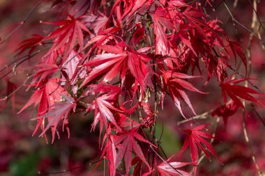 Sonbaharda Japon akçaağacı (acer palmatum) üzerindeki kırmızı yaprakları kapat