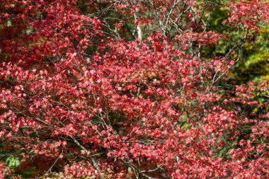 Close up of red leaves on a Japanese maple (acer palmatum) tree in autumn clipart