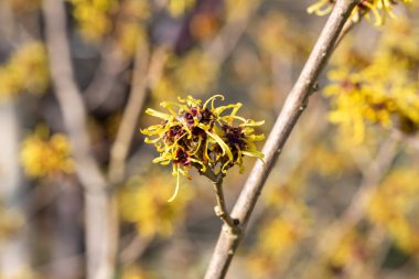 Çiçek açan Çin cadısı Hazel 'e (hamamelis mollis) yakın plan