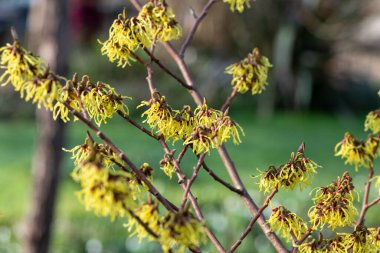 Çiçek açan Çin cadısı Hazel 'e (hamamelis mollis) yakın plan