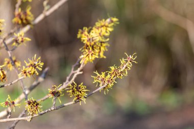 Çiçek açan Çin cadısı Hazel 'e (hamamelis mollis) yakın plan
