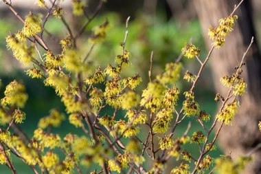 Çiçek açan Çin cadısı Hazel 'e (hamamelis mollis) yakın plan