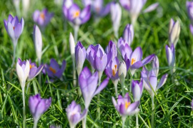 Close up of Whitewell purple (crocus tommasinianus) crocuses in bloom clipart