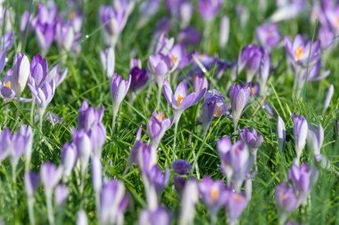 Whitewell mor (crocus tommasinianus) timsahlarının çiçek açması