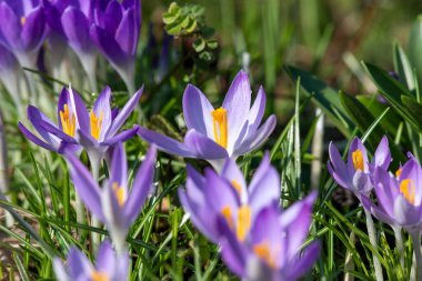 Whitewell mor (crocus tommasinianus) timsahlarının çiçek açması