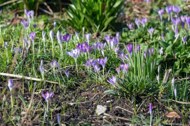 Whitewell mor (crocus tommasinianus) timsahlarının çiçek açması
