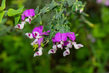 Kuru yapraklı süt otunun (poligala myrtifolia) çiçeklerinin açılışını kapat