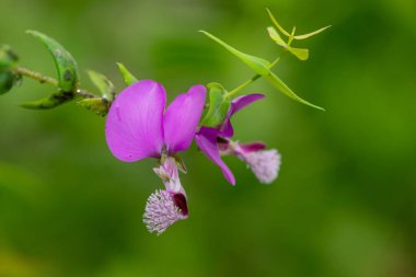 Bir mersin yaprağı sütotunun makro çekimi (poligala myrtifolia) çiçek açar