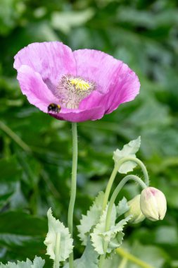 Çiçek açmış afyon gelinciğine (papaver somniferum) yakın plan