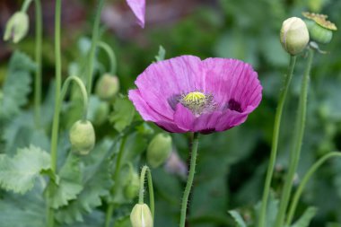 Çiçek açmış afyon gelinciğine (papaver somniferum) yakın plan