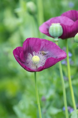 Çiçek açmış afyon gelinciğine (papaver somniferum) yakın plan