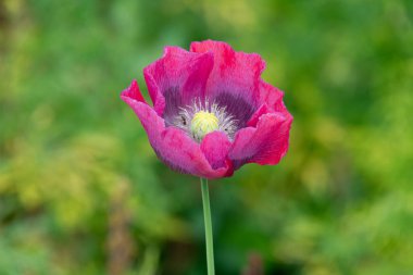 Çiçek açmış afyon gelinciğine (papaver somniferum) yakın plan