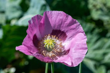 Çiçek açmış afyon gelinciğine (papaver somniferum) yakın plan