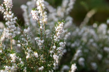 Ak fundanın (calluna vulgaris) çiçek açtığı zaman,