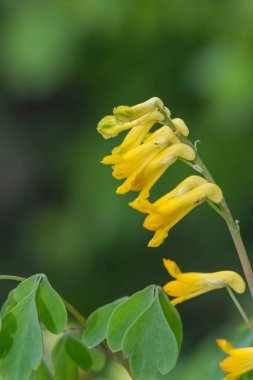 Sarı Corydalis (psödofumaria lutea) çiçekleri çiçek açmış.