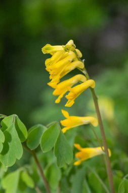 Sarı Corydalis (psödofumaria lutea) çiçekleri çiçek açmış.