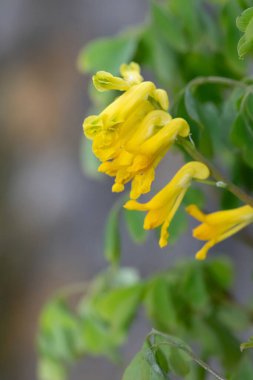 Sarı Corydalis (psödofumaria lutea) çiçekleri çiçek açmış.