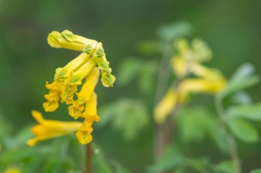 Sarı Corydalis (psödofumaria lutea) çiçekleri çiçek açmış.
