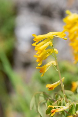 Sarı Corydalis (psödofumaria lutea) çiçekleri çiçek açmış.