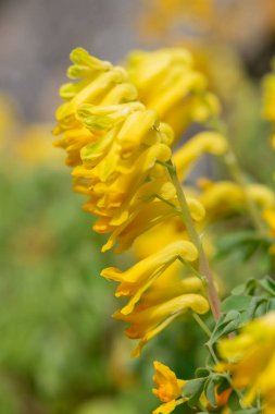 Sarı Corydalis (psödofumaria lutea) çiçekleri çiçek açmış.