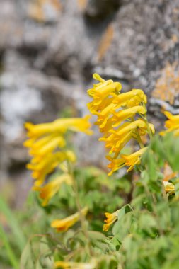 Sarı Corydalis (psödofumaria lutea) çiçekleri çiçek açmış.