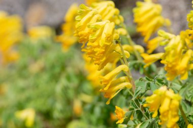 Sarı Corydalis (psödofumaria lutea) çiçekleri çiçek açmış.