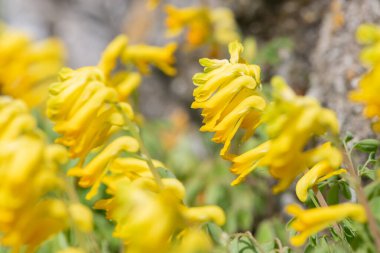 Sarı Corydalis (psödofumaria lutea) çiçekleri çiçek açmış.