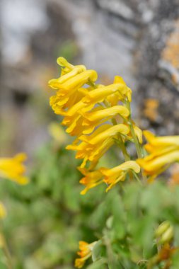 Sarı Corydalis (psödofumaria lutea) çiçekleri çiçek açmış.