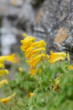 Sarı Corydalis (psödofumaria lutea) çiçekleri çiçek açmış.