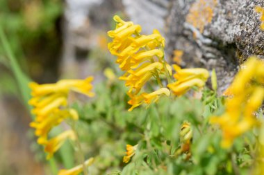 Sarı Corydalis (psödofumaria lutea) çiçekleri çiçek açmış.