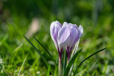 Çiçek açan mor ve beyaz çizgili bahar timsahlarına (crocus vernus) yakın plan