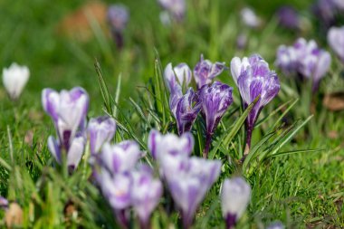 Çiçek açan mor ve beyaz çizgili bahar timsahlarına (crocus vernus) yakın plan