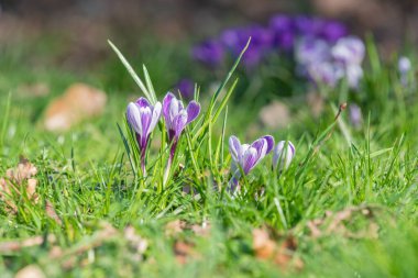 Çiçek açan mor ve beyaz çizgili bahar timsahlarına (crocus vernus) yakın plan