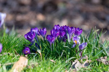 Çiçek açan mor bahar timsahlarına (crocus vernus) yakın çekim