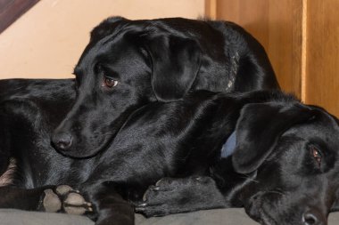 Bir çift siyah labrador 'un birbirine sarılmasının fotoğrafı.