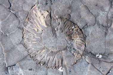 Dorset 'teki Jurassic sahilindeki Kimmeridge körfezindeki amonit fosilini kapatın.