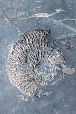 Dorset 'teki Jurassic sahilindeki Kimmeridge körfezindeki amonit fosilini kapatın.
