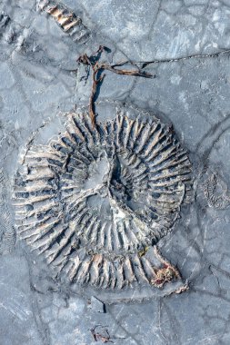 Dorset 'teki Jurassic sahilindeki Kimmeridge körfezindeki amonit fosilini kapatın.