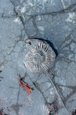 Dorset 'teki Jurassic sahilindeki Kimmeridge körfezindeki amonit fosilini kapatın.
