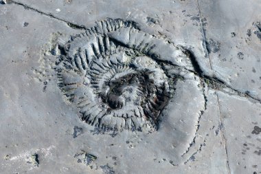 Dorset 'teki Jurassic sahilindeki Kimmeridge körfezindeki amonit fosilini kapatın.